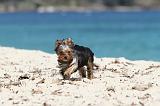 YORKSHIRE TERRIER 136
